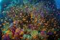 fishes_in_the_reefs_off_nasau__fiji