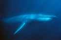 blue-whale-011369_cmikejohnson