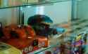 DSCF0042_01