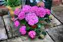 pink_hydrangeas