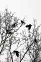 winter-forest-1359416