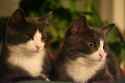 twin_cats