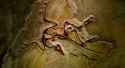 Archaeopteryx Fossil [2500x1365]