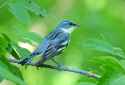 Cerulean Warbler.jpg