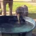 Baby elephant drinking