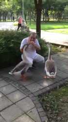 geese listening to music
