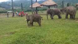 baby-elephant-gets-frustrated-chasing-a-dog