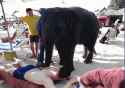 Elephant-Massage