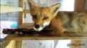 Brushing-A-Fox-GIF