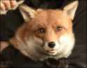 03-funny-gif-168-fox-brushed