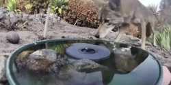 When your water fountain attracts all the animals
