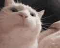 vibing-cat