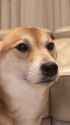 doge nod