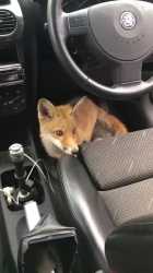 A little too friendly fox