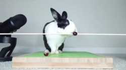 rabbit asmr