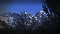 yellowstone_wolves