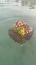 crab