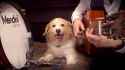 Dogger_drumer.webm