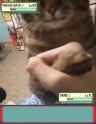 1.53 MB