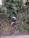 5.42 MB