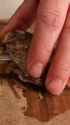 Rule 34 Rule 34 Video