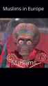 Rule 34 Rule 34 Video