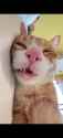 Rule 34 Rule 34 Video