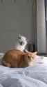 Rule 34 Rule 34 Video