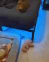 Rule 34 Rule 34 Video