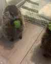 Rule 34 Rule 34 Video