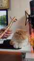 Rule 34 Rule 34 Video