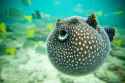 cute_puffer_fish_