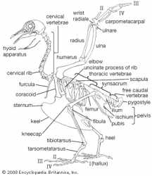 Pigeon-skeleton-wing