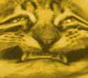 golden lelm cat