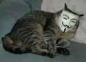 CAT (ANONYMOUS)