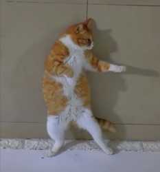 michael jackson cat