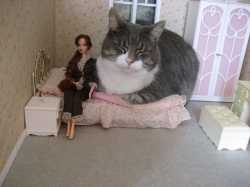 Cat and doll