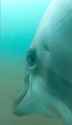 dolphin hmmm.png