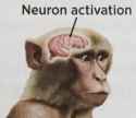 Neuron Activation