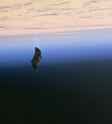 Black_Knight_Satellite_(cropped)