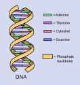 Stockphoto-DNA-Simple2