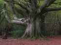 beech tree