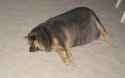 obese-dog-featured-600x375