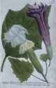 Datura-botanical-illustration[1]