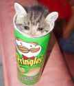 cat in pringles can crying