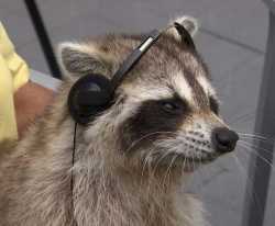 Raccoon Pics