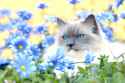 cat-furry-blue-eyes-wallpaper-1424547743