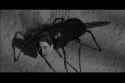 The Fly 1958