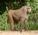 Olive_baboon_Ngorongoro