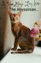 abyssinian-cat_1165978-7~2